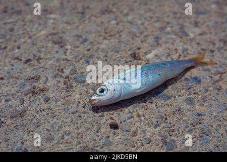 Un petit poisson de mer fraîchement pêché se trouve sur un remblai de pierre, photo rapprochée du poisson Banque D'Images