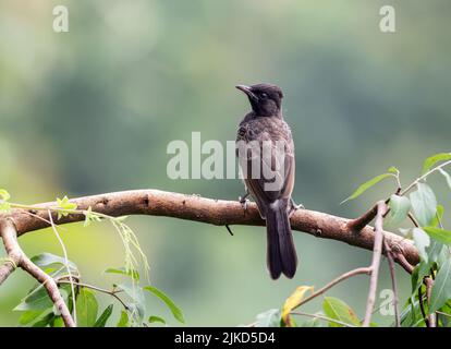 Le bulbul à ventilation rouge (juvénile) est un membre de la famille des passereaux. Banque D'Images