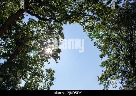 Vue de dessous de grands arbres anciens dans la forêt. Ciel bleu en arrière-plan. Vue à angle bas des arbres dans la forêt, fond naturel. Banque D'Images
