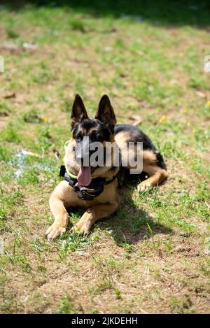 Service Berger allemand, en déchargement, en tirant sa langue, repose sur l'herbe. Photo de haute qualité Banque D'Images