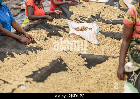 Des femmes afro-américaines triaient des grains de café dans une plantation Banque D'Images