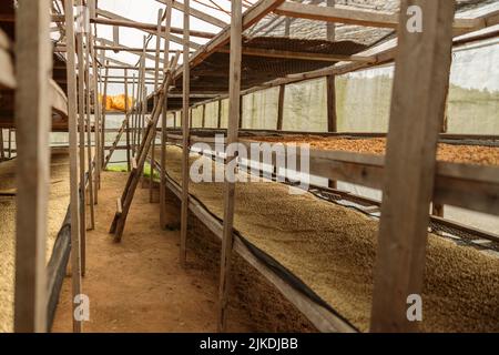 Les grains de café séchant dans un séchoir solaire de la région du Rwanda Banque D'Images