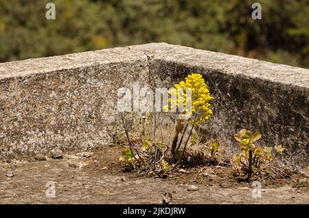 Arbre aeonium Aeonium arboreum en fleur poussant sur un toit. Cueva Grande. San Mateo. Grande Canarie. Îles Canaries. Espagne. Banque D'Images