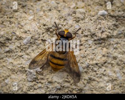 Macro image de vol volent Volucella inanis sur un mur de pierre Banque D'Images