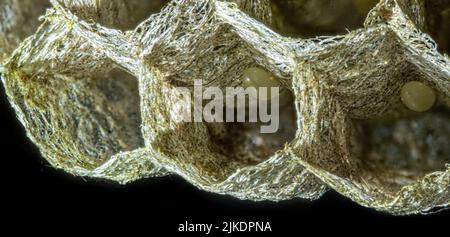 Un gros plan de l'intérieur d'un nid de guêpe montrant une structure hexagonale et de petits oeufs Banque D'Images