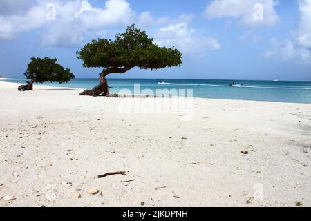 Une vue panoramique sur le magnifique arbre Divi Divi (Watapana) à Eagle Beach avec la mer des Caraïbes à Aruba Banque D'Images