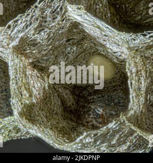 Un gros plan de l'intérieur d'un nid de guêpe montrant une structure hexagonale et un petit œuf Banque D'Images