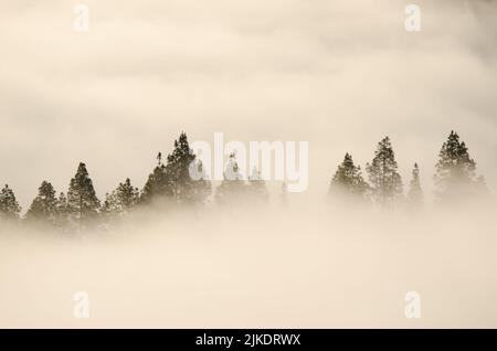 Forêt de pins de l'île des Canaries Pinus canariensis dans le brouillard à l'aube. San Mateo. Grande Canarie. Îles Canaries. Espagne. Banque D'Images