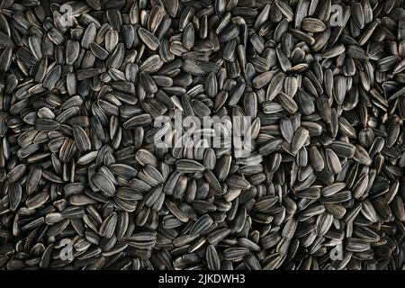 Gros plan sur le fond des graines de tournesol grillées Banque D'Images