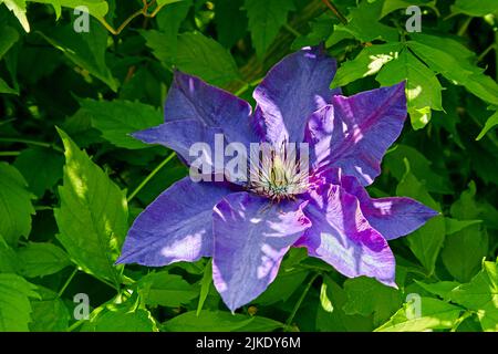 Fleur de lématis Blue Angel sur fond de feuillage vert Banque D'Images