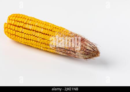 La pourriture des oreilles de Gibberella sur les grains de maïs. Concept de champignon, de moisissure, de dommages aux maladies et de prévention Banque D'Images