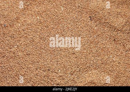 Grains de blé comme fond agricole. Texture des grains de blé biologique transformés. Vue rapprochée du dessus. Convient comme toile de fond pour les projets sur l'art, cr Banque D'Images