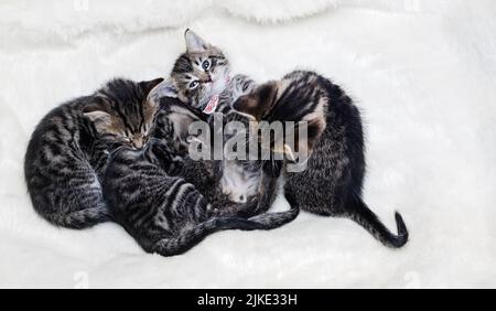 Groupe de chatons dormant dans un lit blanc moelleux. Banque D'Images