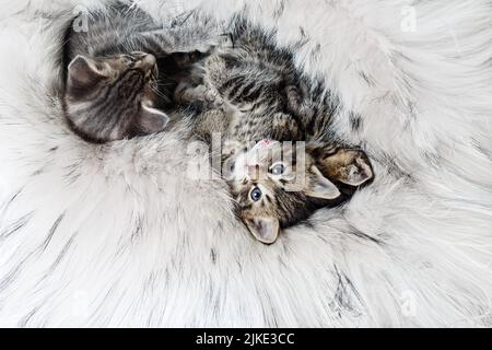 Trois petits chatons adorables dormant ensemble dans un lit moelleux. Banque D'Images
