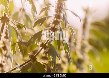 Fleur de Motherwort (Leonurus cardiaca) pendant la floraison. Usine médicale. Banque D'Images