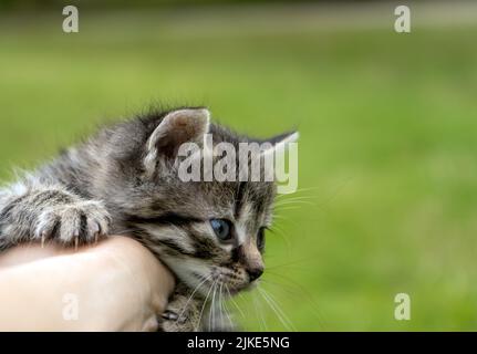 Joli petit chaton gris Banque D'Images