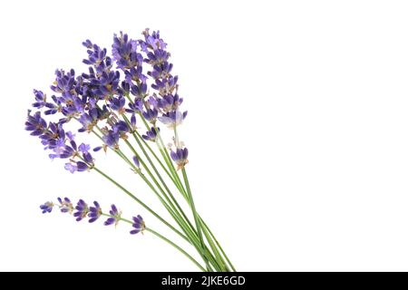 Plusieurs fleurs de lavande isolées sur un fond blanc. Petit bouquet de lavande sur blanc. Banque D'Images