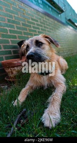 Un cliché vertical du Border Terrier allongé sur de l'herbe verte dans le jardin Banque D'Images