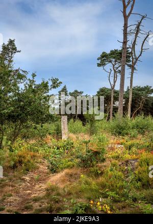 Vues sur les bois dans le parc national de Lickey Hills, Rednal, Birmingham, Royaume-Uni. Banque D'Images
