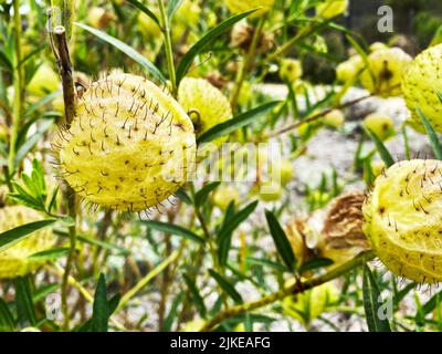 Plante à ballonnet, Gomphocarpus physocarpus Banque D'Images