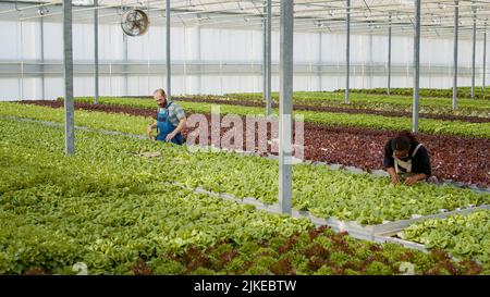 Les cueilleurs de serre ramasseurs de laitue debout dans une rangée dans un environnement hydroponique inspectant les feuilles enlevant les plantes endommagées. Diverses personnes cultivent des légumes travaillant dans une serre faisant le contrôle de la qualité. Banque D'Images