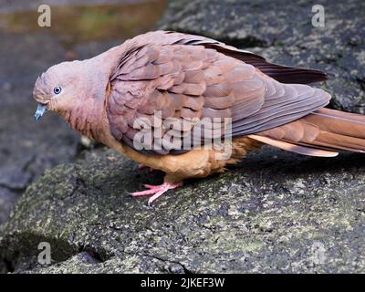 Magnifique Cuckoo-Dove marron dans une beauté exquise. Banque D'Images