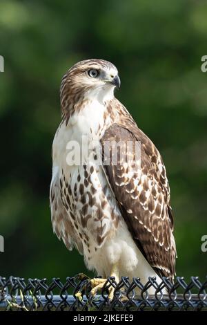 Buse à queue rouge (Buteo jamaicensis) Banque D'Images