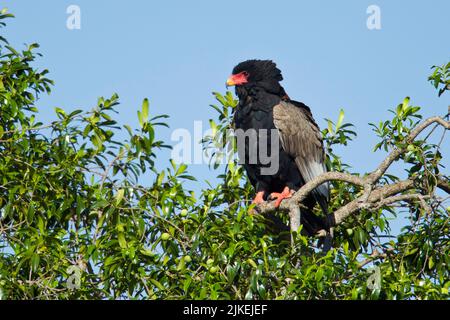 Aigle Bateleur (Terathopius ecaudatus) perché dans un arbre (non identifié) Banque D'Images