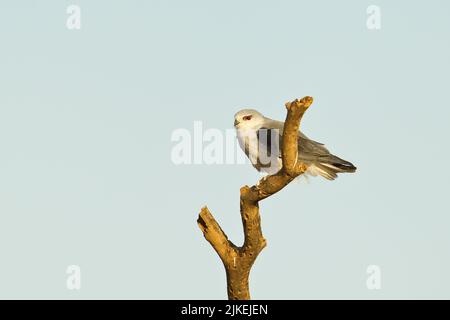 Cerf-volant à épaulement noir (Elanus axillaris) perché sur un membre d'arbre mort Banque D'Images