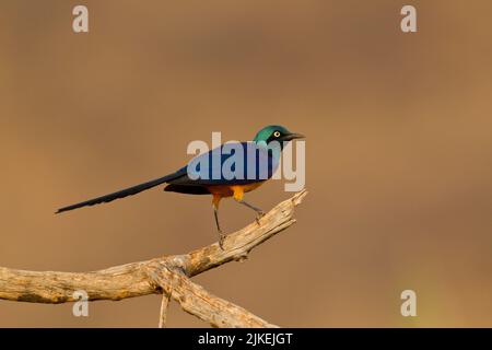 Starling doré (Lamprotornis regius) Banque D'Images