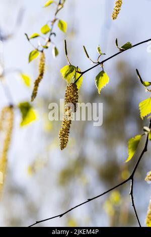 chatons de bouleau pendant la floraison au printemps, détails de l'arbre de bouleau pendant la saison de printemps par temps ensoleillé Banque D'Images