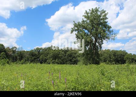 L'arbre de Cottonwood seul dans une clairière en été avec des cumulus nuages à somme Prairie Grove à Northbrook, Illinois Banque D'Images