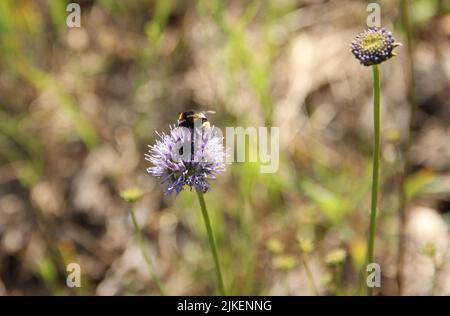 Bourdon assis sur la fleur bleue de Jasione Banque D'Images