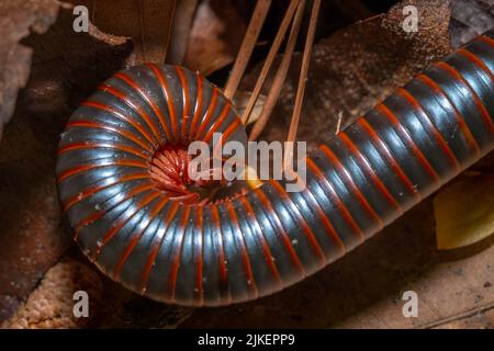 Un millipede géant américain (Narceus americanus) se met en défense. Raleigh, Caroline du Nord. Banque D'Images