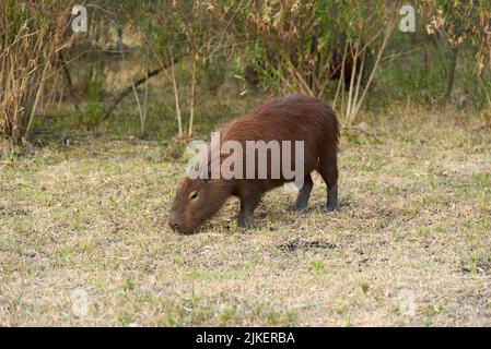 Capybara, hydrochoerus hydrochaeris, le plus grand rongeur vivant, originaire d'Amérique du Sud, un après-midi d'été, dans le parc national d'El Palmar, entre Rios, Argen Banque D'Images