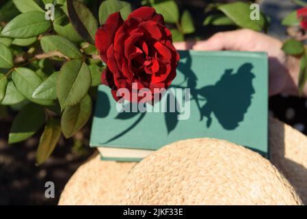 Rose rouge foncé et son ombre sur un livre tenu par la main d'une femme et un chapeau de paille à proximité, vue en hauteur. Banque D'Images