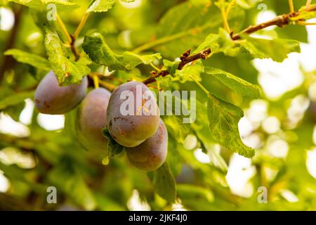 Les prunes bleu sur un arbre Banque D'Images