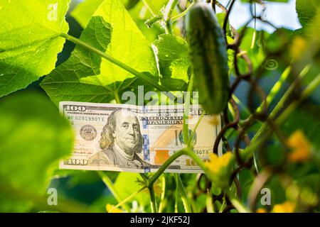 Une facture de cent dollars sur fond de concombres verts juteux en pleine croissance Banque D'Images