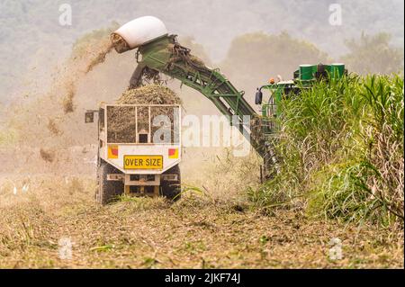 Les travailleurs agricoles de canne à sucre dans une récolteuse de canne et une poubelle à canne suivante lorsqu'ils se déplacent vers le haut et le bas du champ récoltant de la canne mûre à Cairns, Queensland, en Australie. Banque D'Images