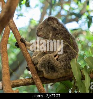 Une mère Koala se repose sur une branche d'un arbre à gomme qui coute de façon protective son joey à Port Douglas, Queensland, Australie. Banque D'Images