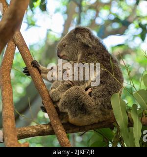 Une mère Koala se repose sur une branche d'un arbre à gomme qui coute de façon protective son joey à Port Douglas, Queensland, Australie. Banque D'Images