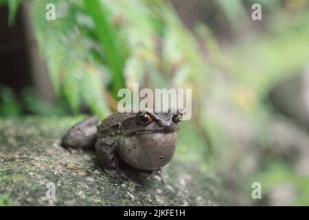 Grenouille à cornes malaisiennes, également connue sous le nom de grenouille à cornes longues ou grenouille à feuilles malaisiennes (Megophyris nasuta) au jardin botanique du Mont Kinabalu, dans le parc Kinabalu, Ranau, Sabah, Malaisie. Banque D'Images