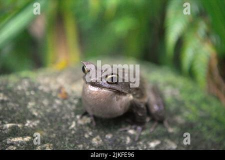 Grenouille à cornes malaisiennes, également connue sous le nom de grenouille à cornes longues ou grenouille à feuilles malaisiennes (Megophyris nasuta) au jardin botanique du Mont Kinabalu, dans le parc Kinabalu, Ranau, Sabah, Malaisie. Banque D'Images