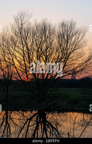 Coucher de soleil en hiver sur la rivière Stour avec arbre isolé Banque D'Images