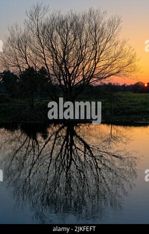 Coucher de soleil en hiver sur la rivière Stour avec arbre isolé Banque D'Images