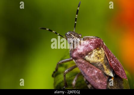 Photo macro d'un insecte de Dolycoris baccucarum perché sur une plante verte Banque D'Images