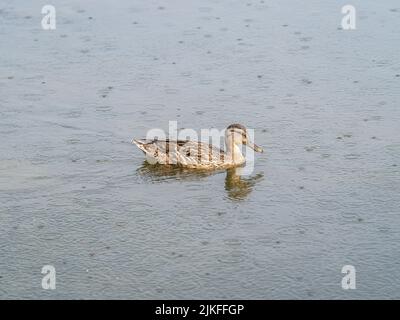 Le canard nabon dans l'étang sous la pluie. Portrait d'une femelle de canard sur l'eau. Mallard, lat. Anas platyrhynchos, femme Banque D'Images