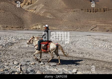 Kagbeni, district de Mustang, Népal - 23 novembre 2016 : un homme népalais non identifié fait un cheval sur une route dans l'Himalaya le long de la RIV de Kali Gandaki Banque D'Images