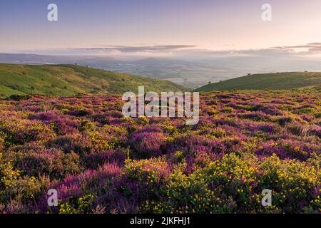 Heather et Gorse sur la colline de Weacombe au-dessus de la Combe de Bicknoller dans les collines de Quantock, Somerset, Angleterre. Banque D'Images