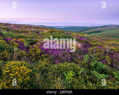 Heather et Gorse sur Thorncombe Hill à la fin de l'été dans les collines de Quantock avec le canal de Bristol au-delà, Somerset, Angleterre. Banque D'Images